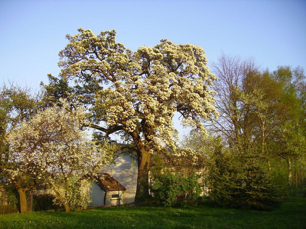 Zakatek Pod Grusza Villa Bedzino Dış mekan fotoğraf